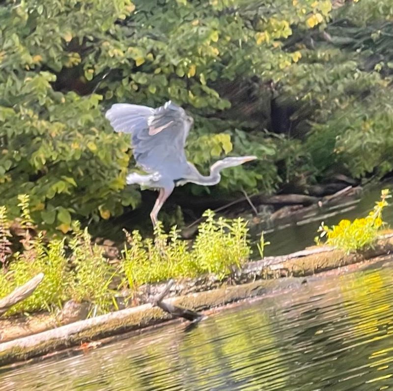 Wildlife That Shows Up Without an Appointment