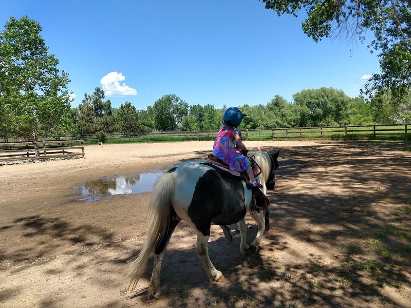Horses And Ponies For A Classic Farm Moment