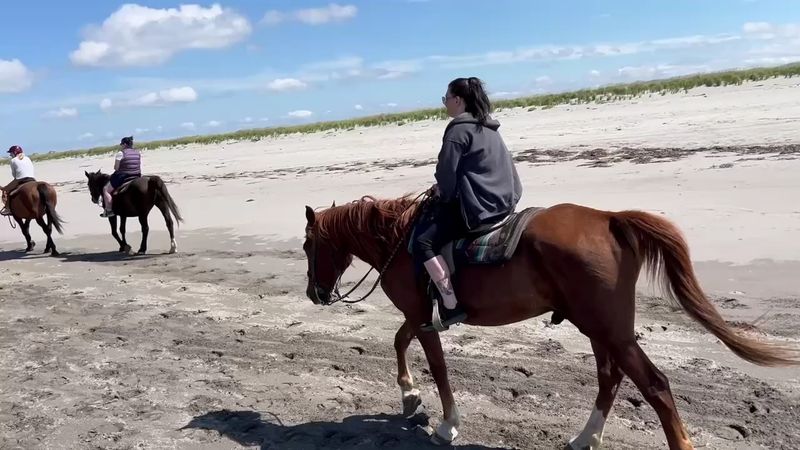 Horses That Steal The Show