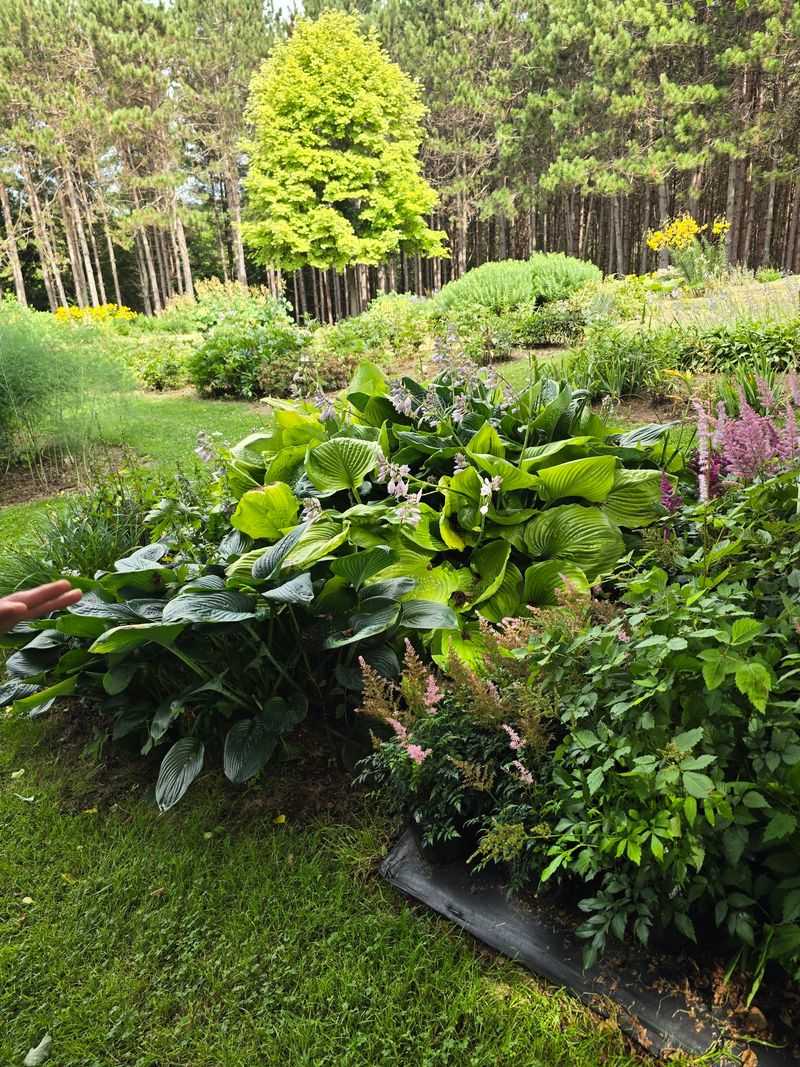 Hosta Fans, You Might Need A Bigger Shady Spot