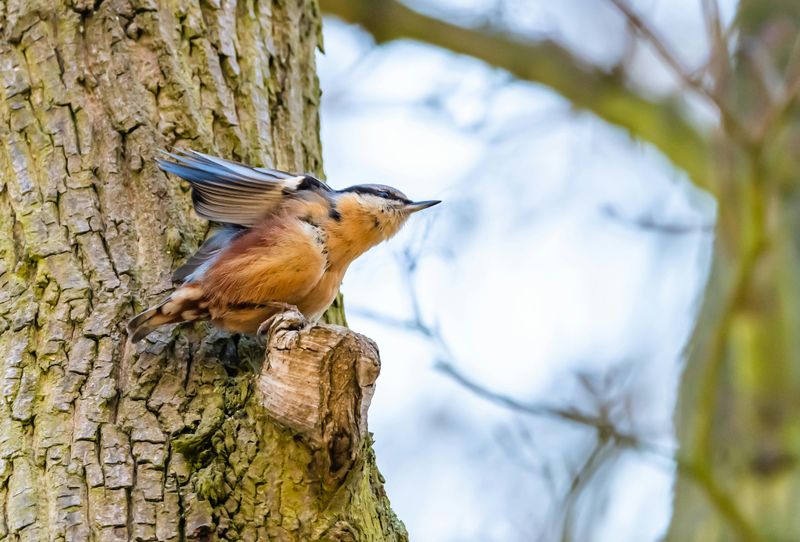 Wildlife Moments From The Rail