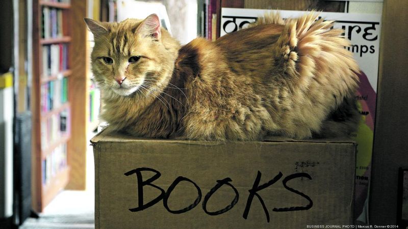 Hours, Cat Etiquette, and Visiting Tips