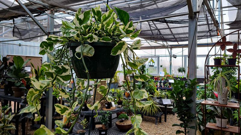 Houseplants And Indoor Growing For The Non-Outdoor Gardener Houseplants And Indoor Growing For The Non-Outdoor Gardener