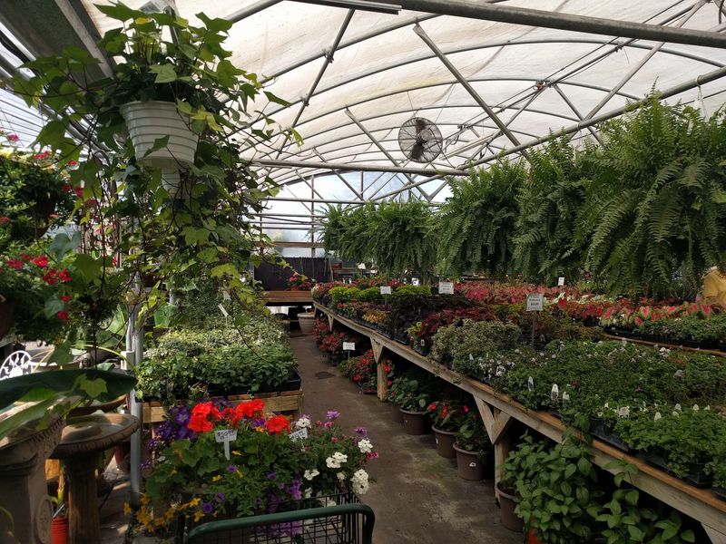 Houseplants Fill The Greenhouse With Color