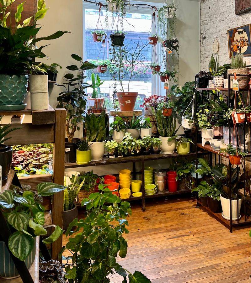 Houseplants For Dark Corners And Sunny Windows Alike Houseplants For Dark Corners And Sunny Windows Alike