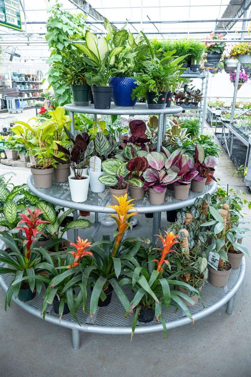 Houseplants For Every Windowsill
