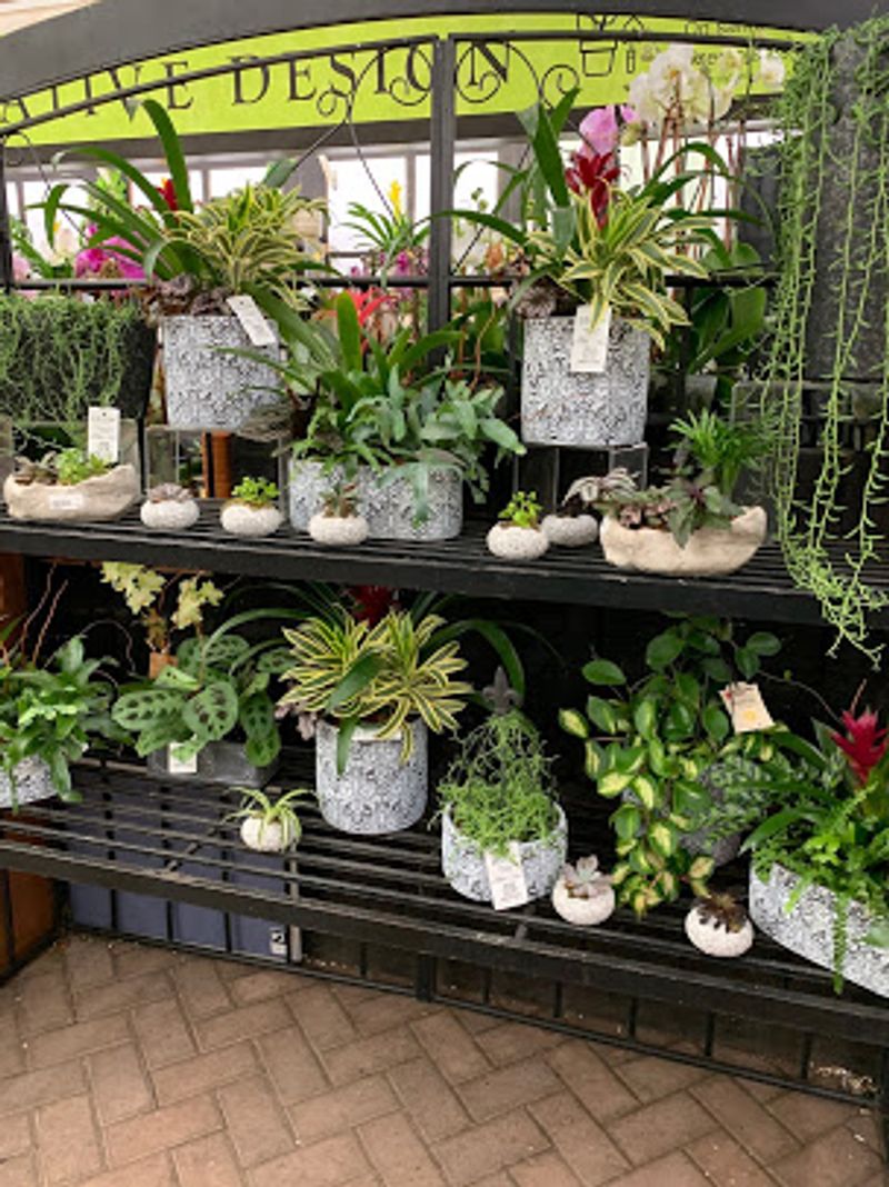 Houseplants Hiding In Plain Sight