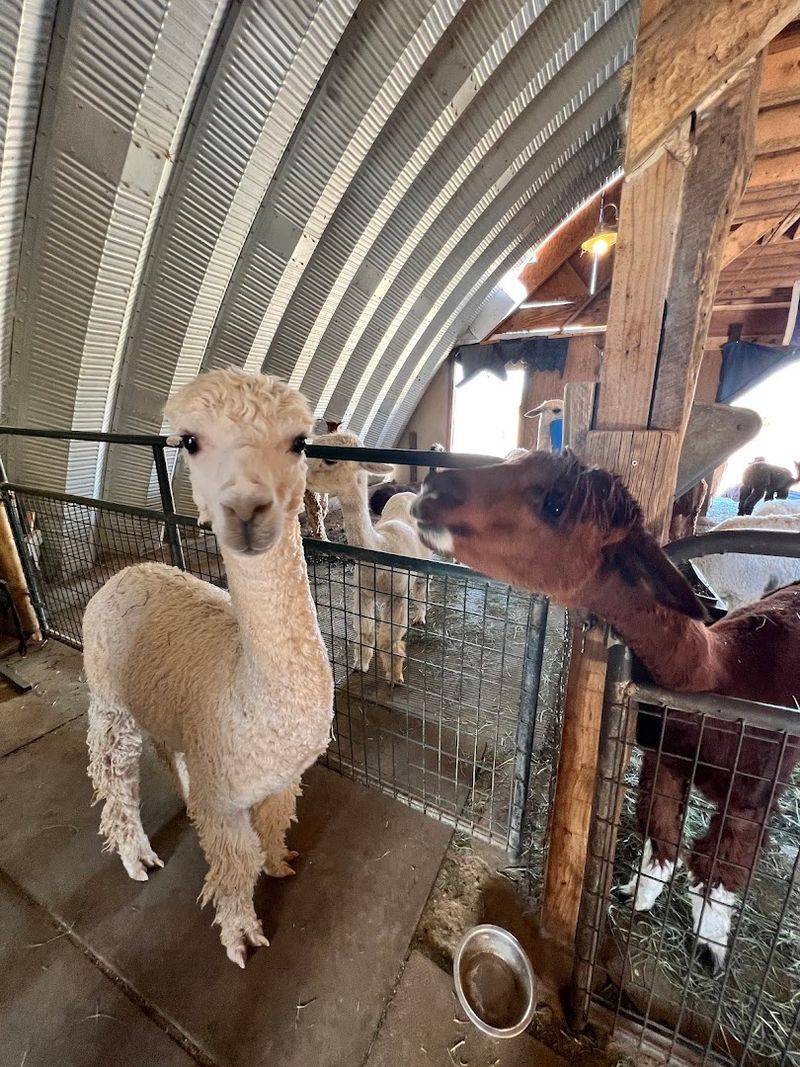 How A Love For Alpacas Became A Ranch How A Love For Alpacas Became A Ranch