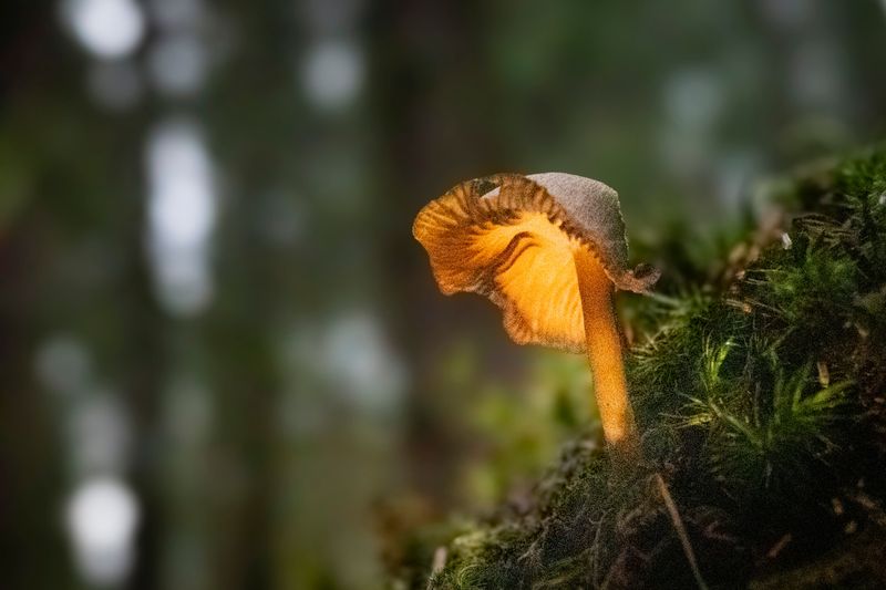 How A Mushroom Makes Its Own Light How A Mushroom Makes Its Own Light