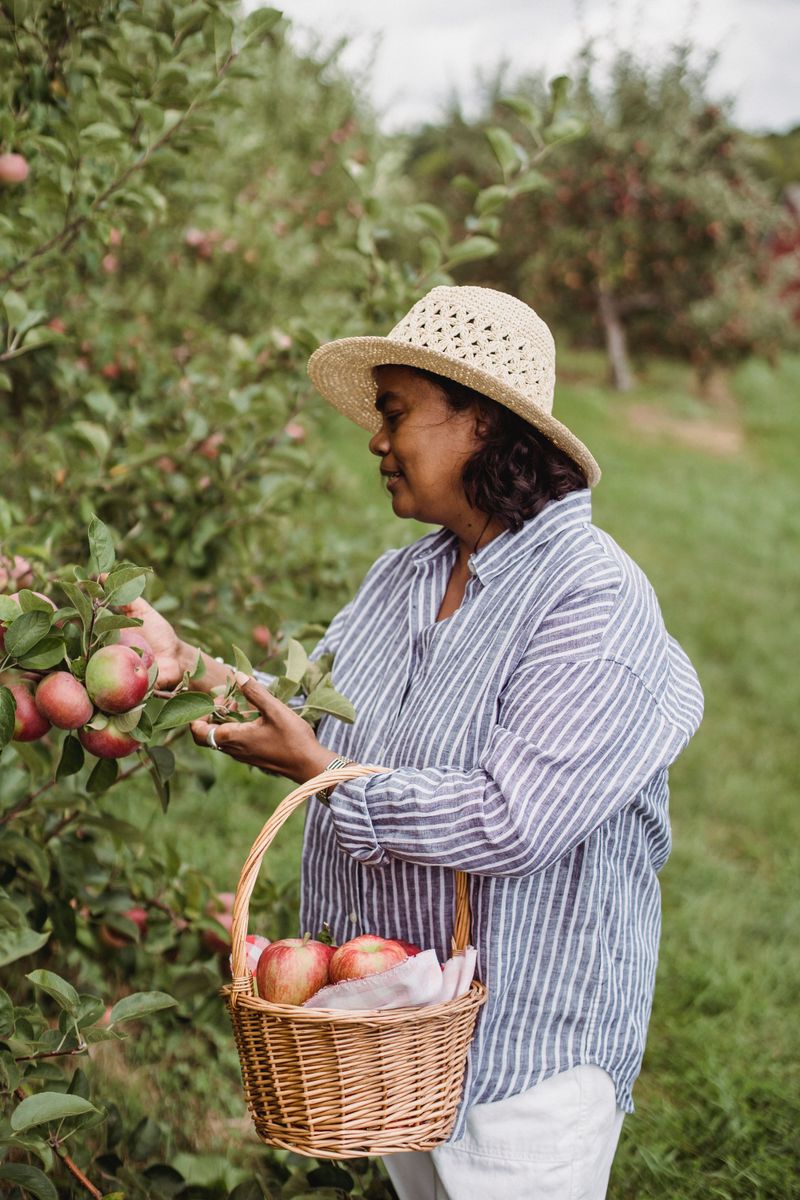 How Apples Actually Thrive In The Heat
