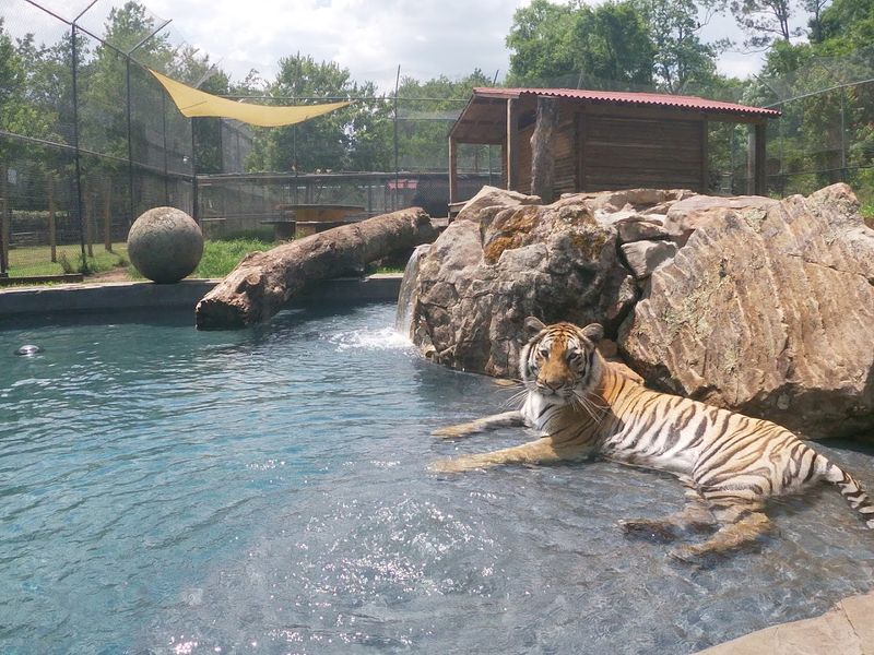 How Close You Actually Get To The Big Cats