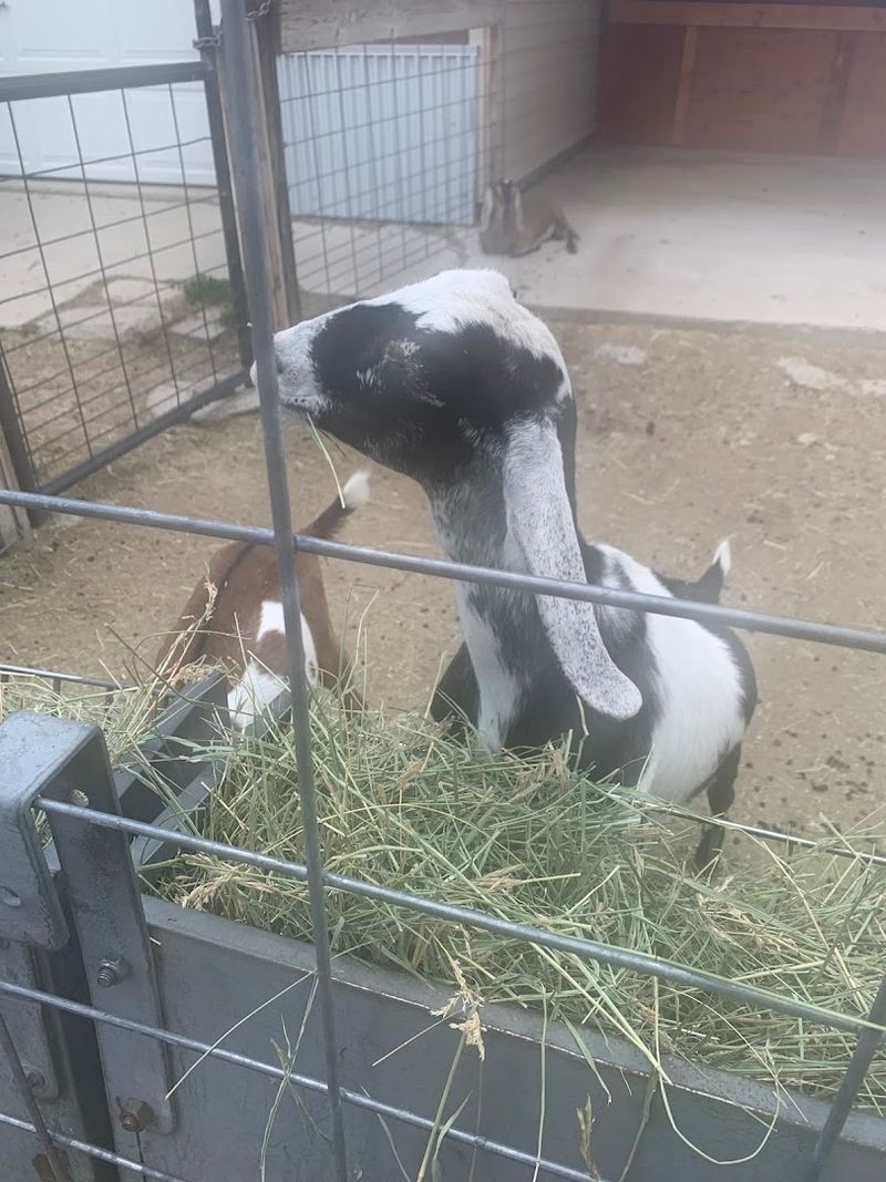 Build The Afternoon Around It