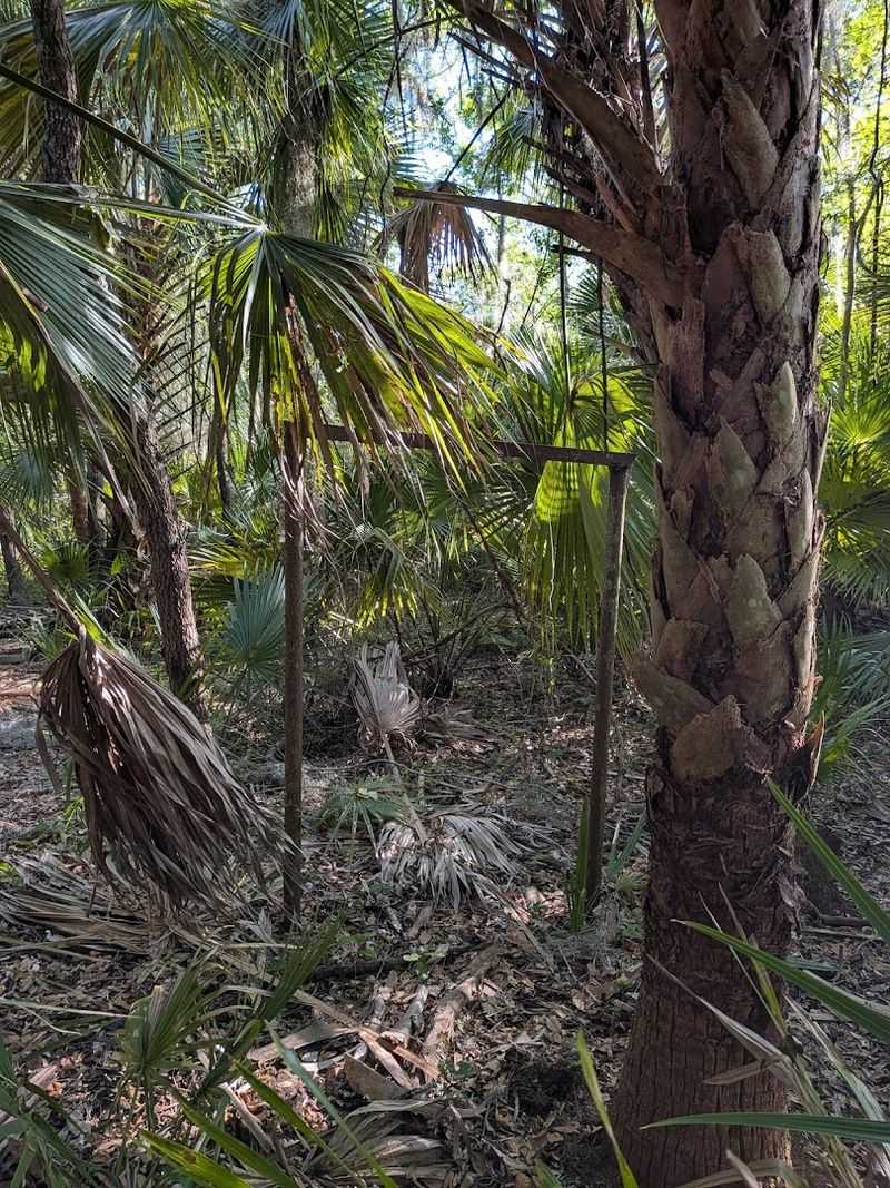 How Nature Has Taken Over The Site