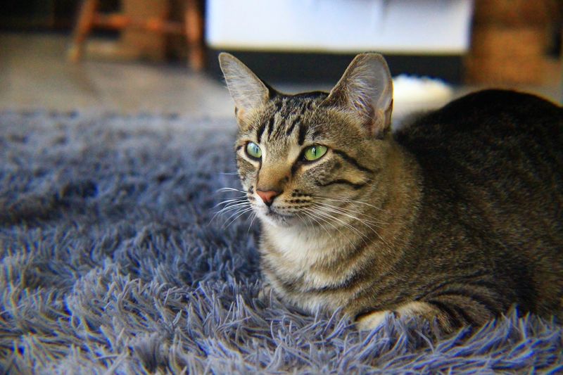 How PHX Cat Cafe Supports The Local Community How PHX Cat Cafe Supports The Local Community