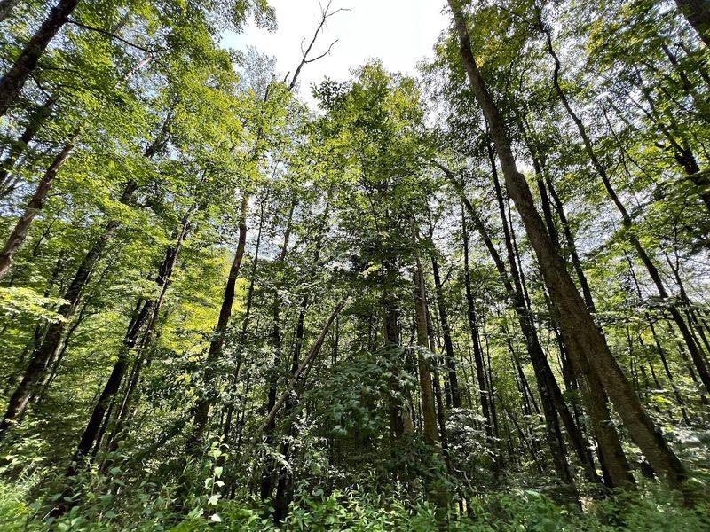 The Forest Canopy That Makes It Feel Like Another World