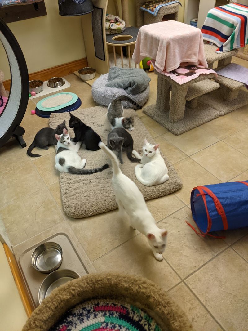 How The Adoption Process Actually Works