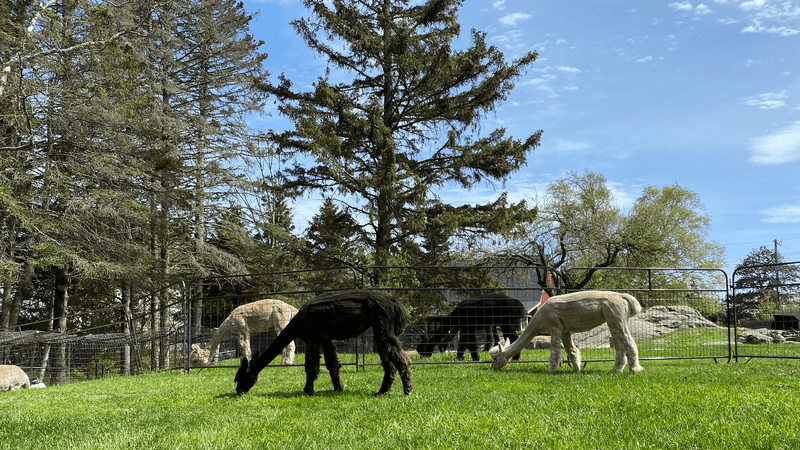 How The Farm Cares For Its Alpacas How The Farm Cares For Its Alpacas