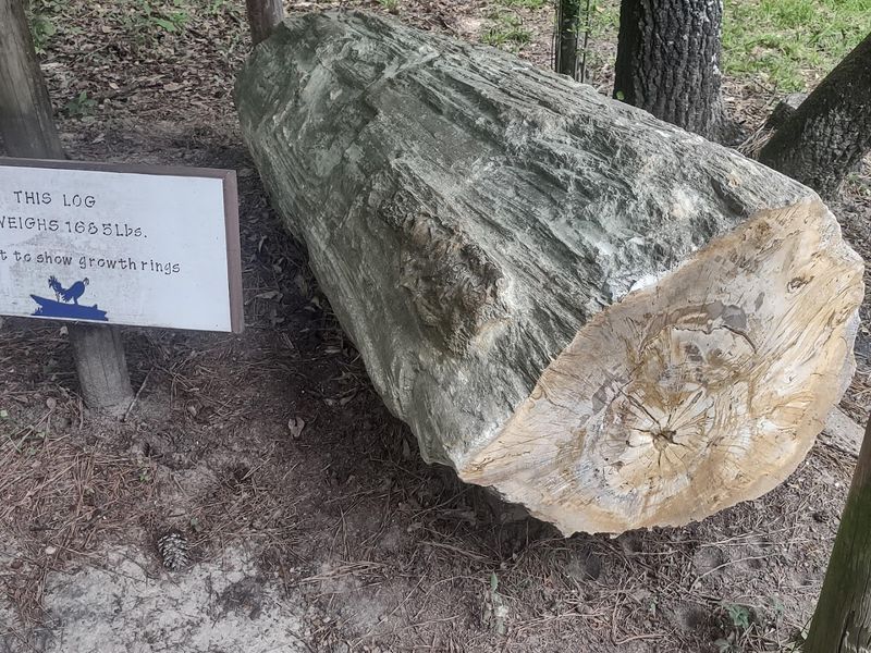 How These Trees Got Here How These Trees Got Here