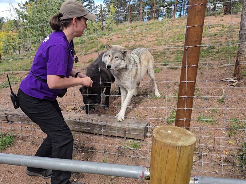 Final Verdict: What Makes the Colorado Wolf and Wildlife Center Worth the Drive to Divide