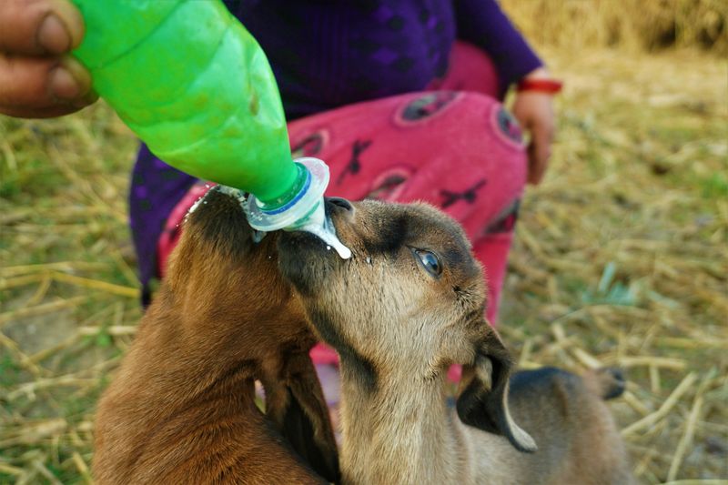 How To Prepare Your Kids For Their First Baby Goat Encounter How To Prepare Your Kids For Their First Baby Goat Encounter