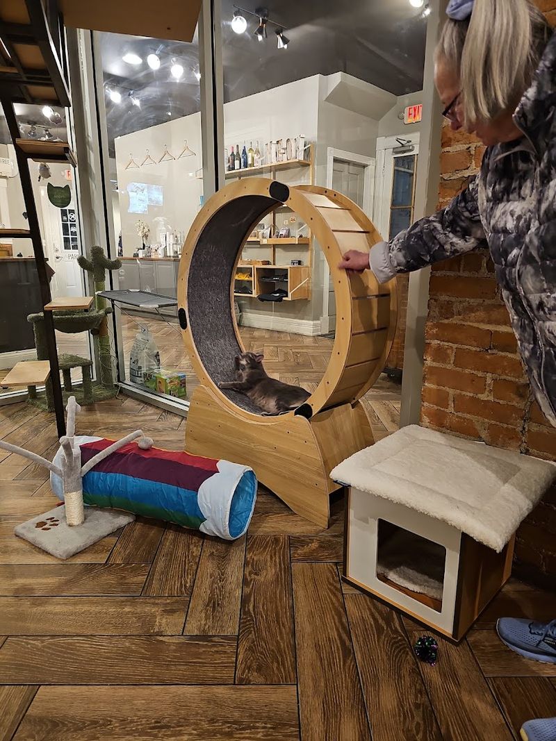 The Cat Room Design Is Genuinely Impressive