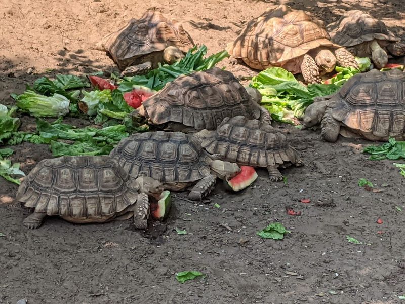 Wilderness Trails Zoo, Birch Run