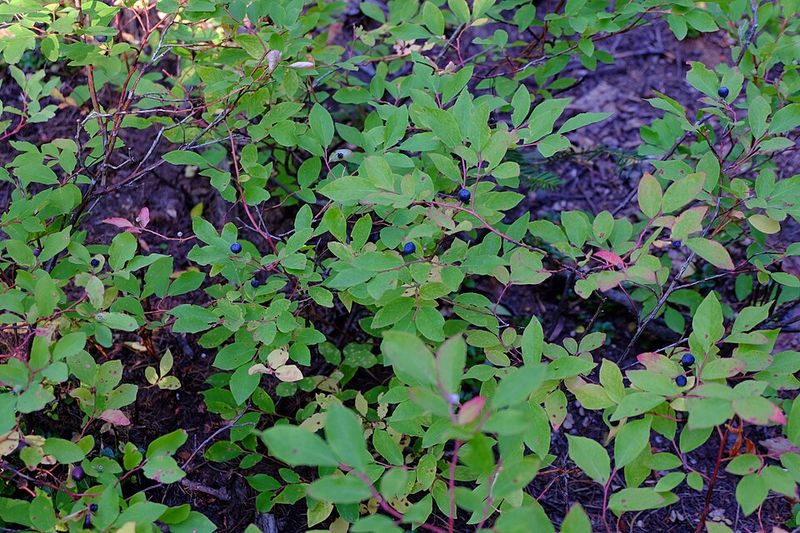 Huckleberries Are Montana In Berry Form