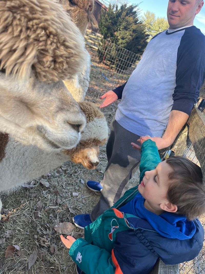 Hugging An Alpaca Is Therapeutic Hugging An Alpaca Is Therapeutic