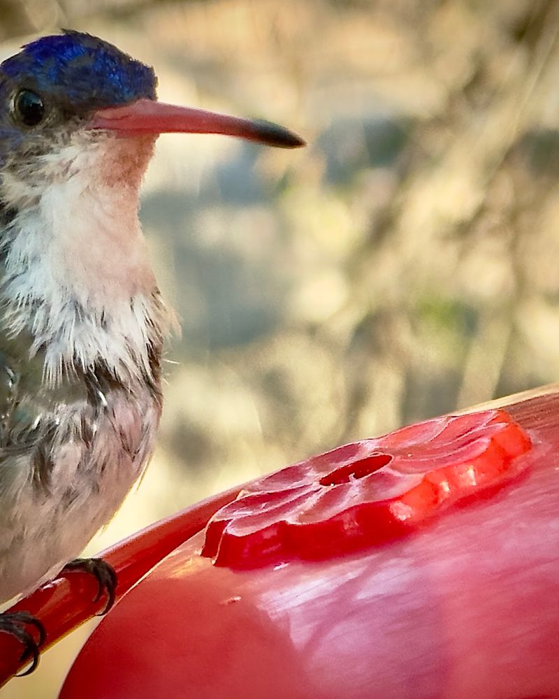 Hummingbirds and the Rare Violet-Crowned Visitor
