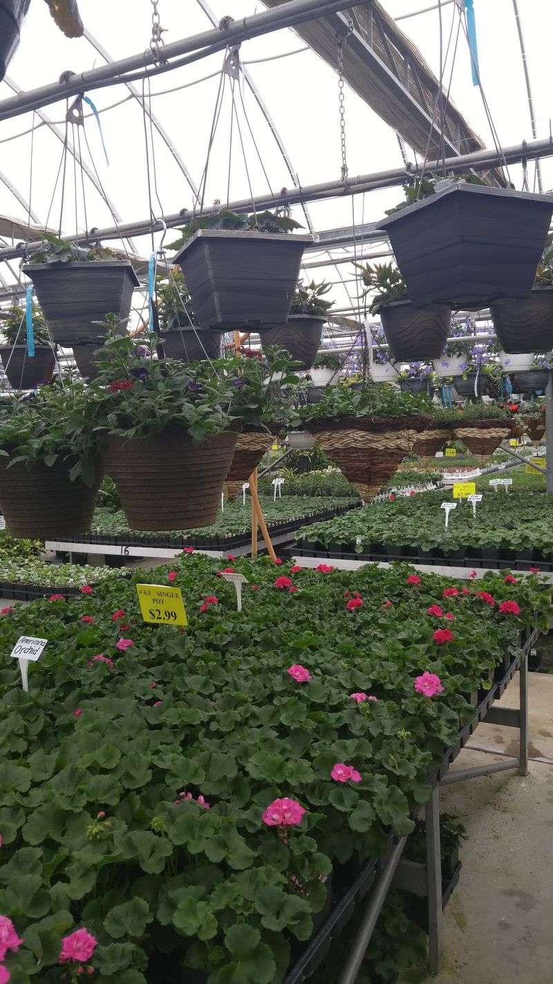 Hundreds Of Hanging Baskets Under One Roof