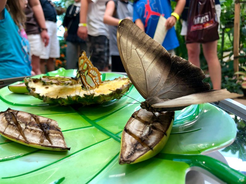 Butterflies That Land On Visitors