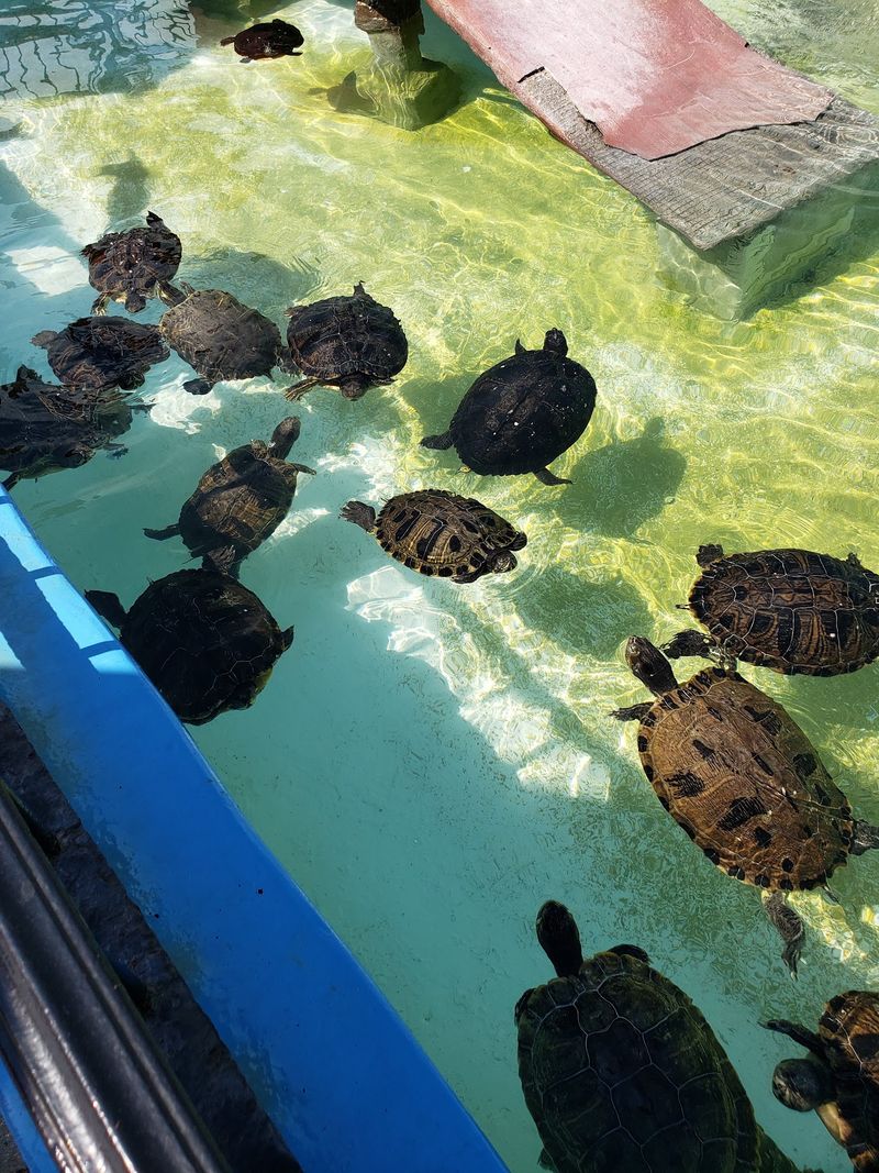 Hungry Turtles Stole A Little Spotlight