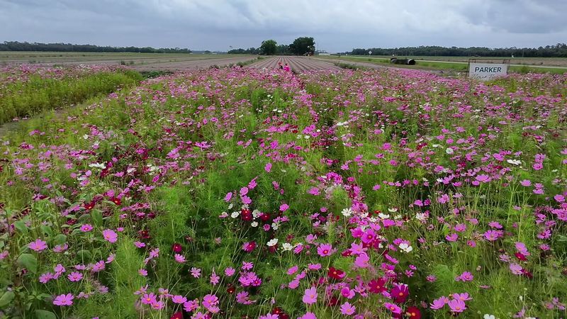 Parker Flower Farms, Elkton, FL