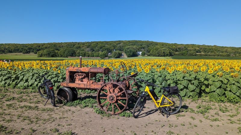 Hunsinger Sunflower Patch Hunsinger Sunflower Patch