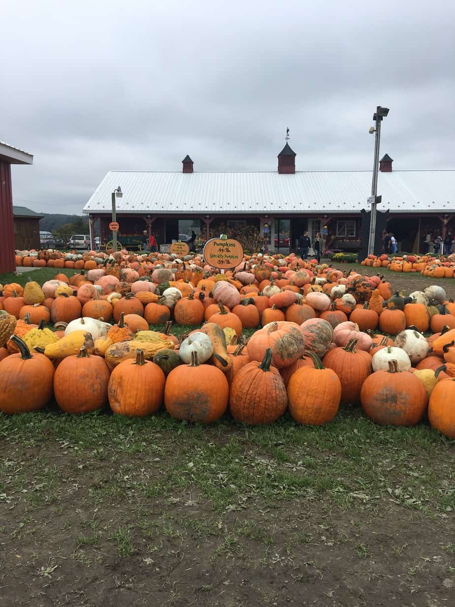 pumpkins in pa