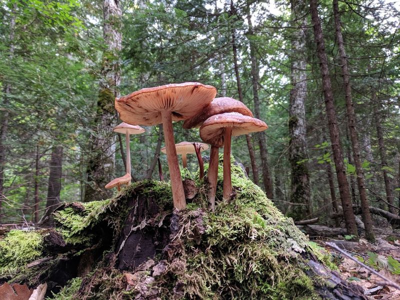 Estivant Pines, Copper Harbor