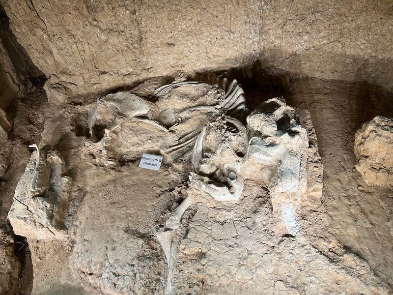 Ice Age Neighbors Beyond The Mammoths Ice Age Neighbors Beyond The Mammoths