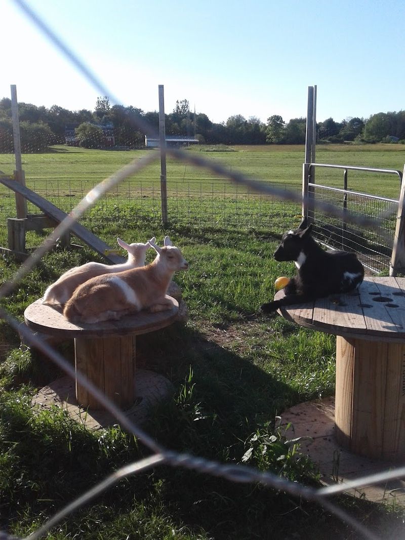 Ice Cream With Farm Views