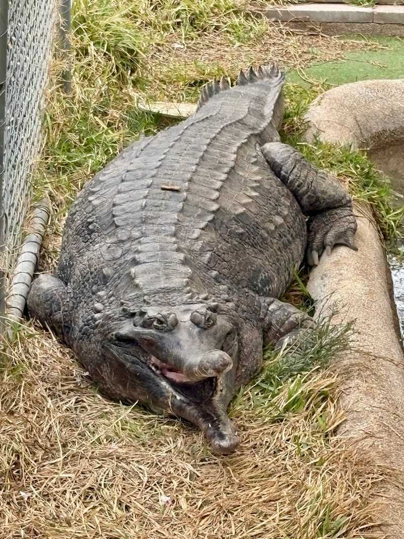 Phoenix Herpetological Sanctuary, North Scottsdale