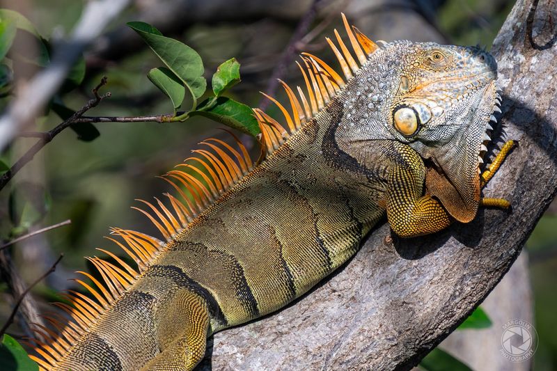 Iguanas Everywhere You Look, Whether You Expected Them Or Not Iguanas Everywhere You Look, Whether You Expected Them Or Not