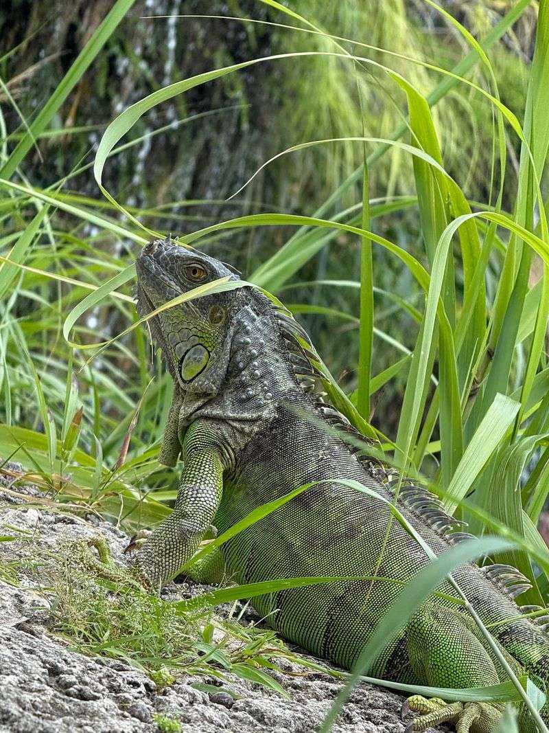 Iguanas Sunbathing Right Beside You Iguanas Sunbathing Right Beside You