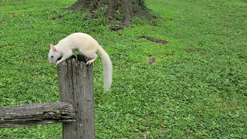 This Illinois Town Is Famous for Its White Squirrels
