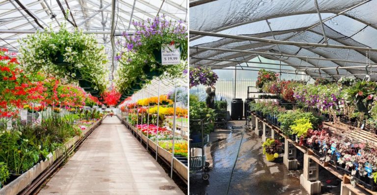 Illinois’ Most Charming Greenhouses Make Plant Shopping An Afternoon Adventure