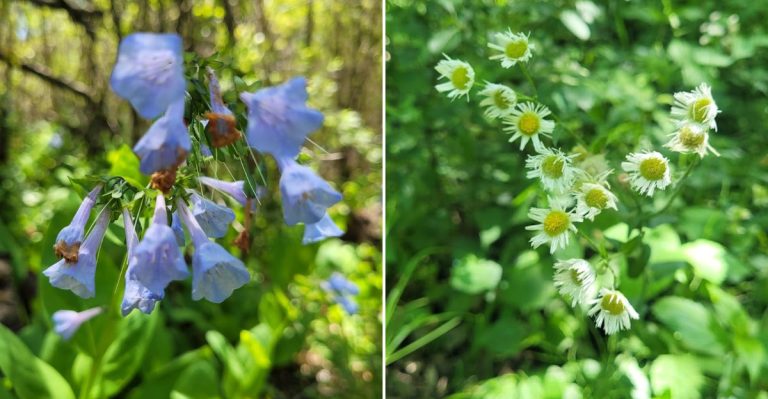 Illinois’ Native Prairie Turns Into A Wildflower Wonderland Every Spring