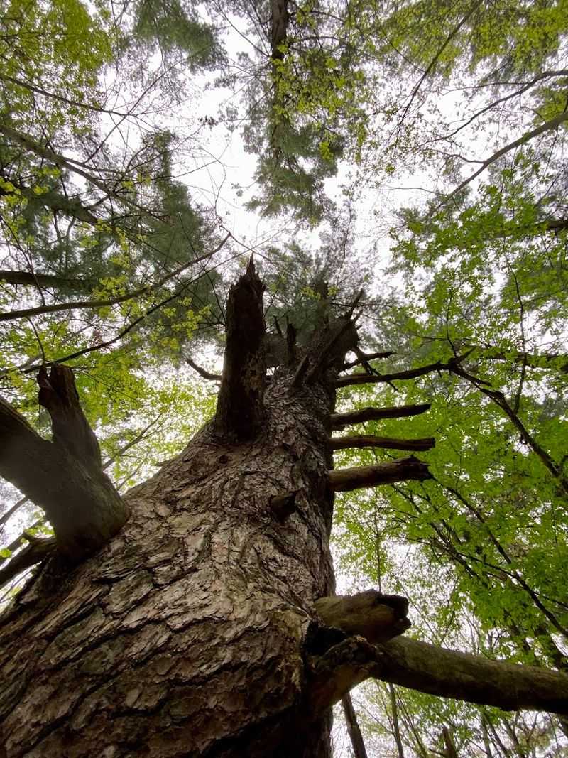 Illinois’ Pine Forest Surprise