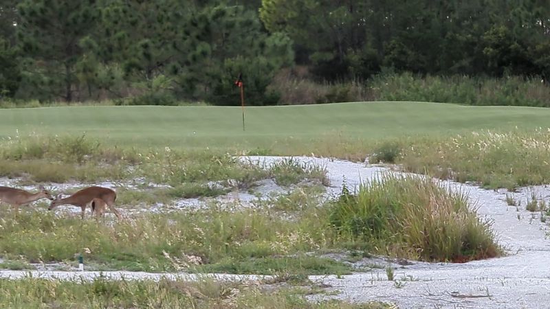 The Caddies Can Make Or Break Your Round