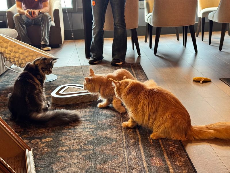Thoughtful Session Structure That Gives Every Guest Quality Cat Time