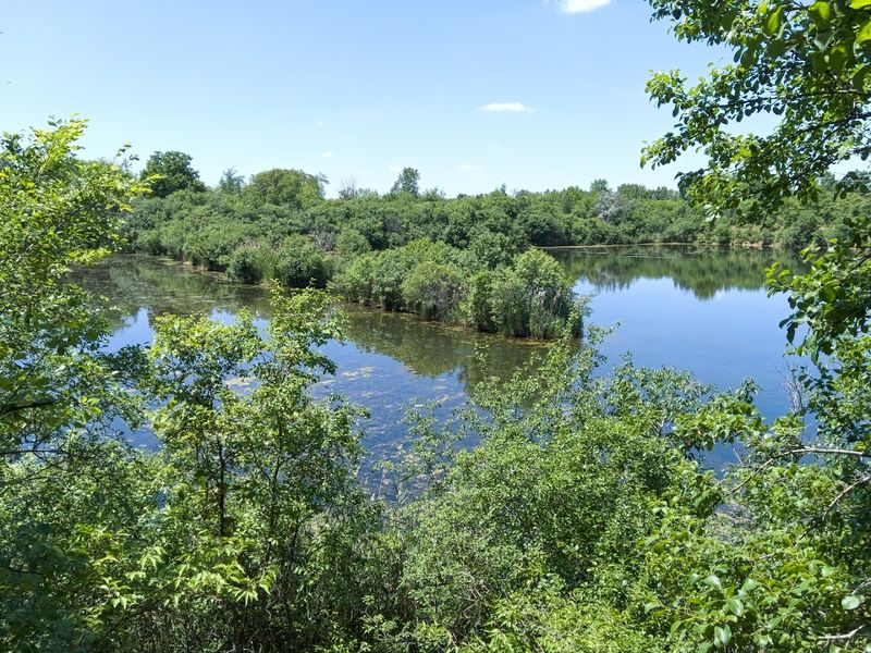 The Wetland Ecosystem That Makes It All Work