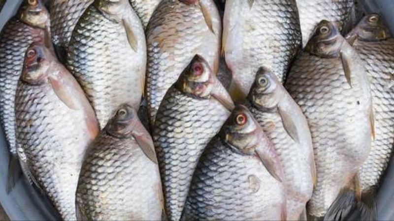 Chinese Farmed Tilapia: Dirty Little Secret
