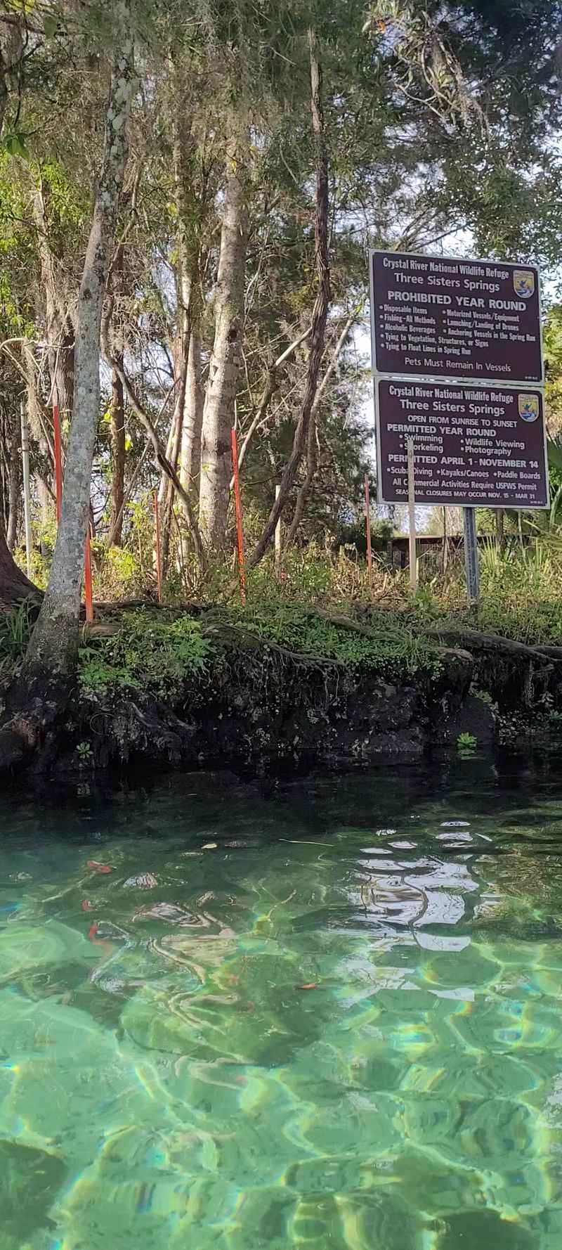 Spectacular Wildlife Viewing Beyond Manatees